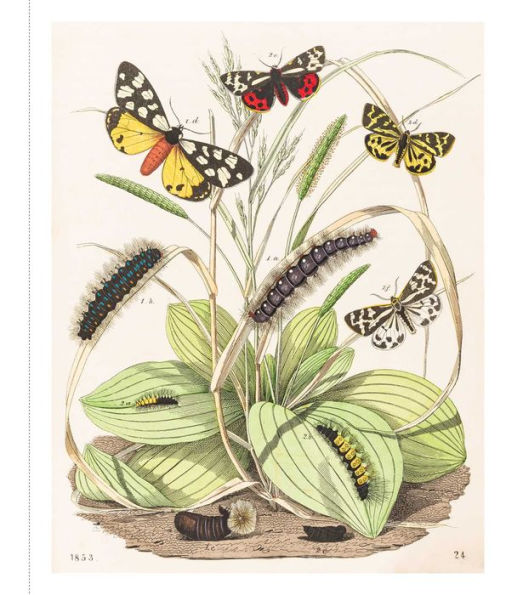 Instant Wall Art - Butterfly Botanical Prints: 45 Ready-to-Frame Vintage Illustrations for Your Home Décor