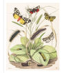Alternative view 3 of Instant Wall Art - Butterfly Botanical Prints: 45 Ready-to-Frame Vintage Illustrations for Your Home Décor