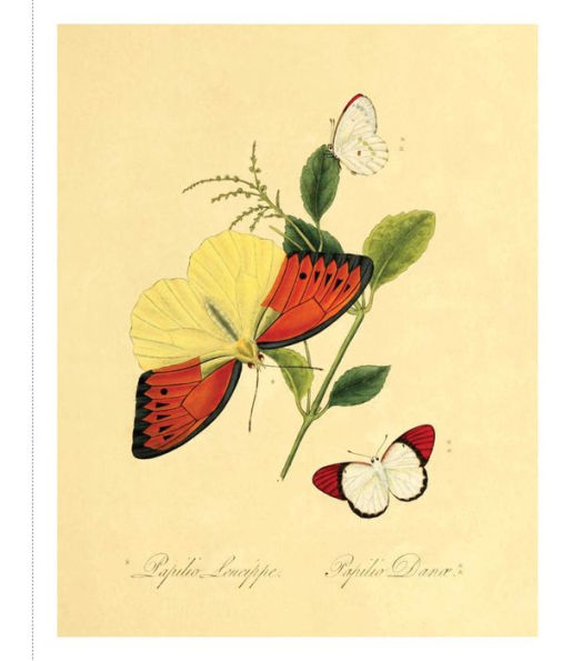 Instant Wall Art - Butterfly Botanical Prints: 45 Ready-to-Frame Vintage Illustrations for Your Home Décor