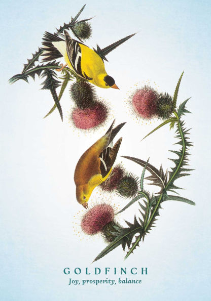 The Spiritual Meaning of Birds Oracle Deck: Discover the Wisdom & Insight of These Divine Winged Messengers