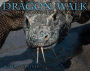 Dragon Walk: On Reef Recovery & Political Will