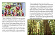 Alternative view 3 of The Prepper's Guide to Foraging: How Wild Plants Can Supplement a Sustainable Lifestyle, Revised and Updated, Second Edition