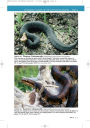 Alternative view 12 of U.S. Guide to Venomous Snakes and Their Mimics