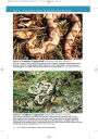 Alternative view 13 of U.S. Guide to Venomous Snakes and Their Mimics