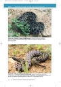 Alternative view 9 of U.S. Guide to Venomous Snakes and Their Mimics