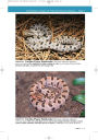 Alternative view 10 of U.S. Guide to Venomous Snakes and Their Mimics