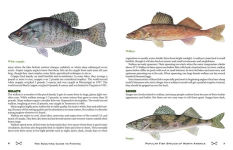 Alternative view 7 of The Scouting Guide to Basic Fishing: An Officially-Licensed Book of the Boy Scouts of America: 200 Essential Skills for Selecting Tackle, Tying Knots, Casting, and Catching Fish