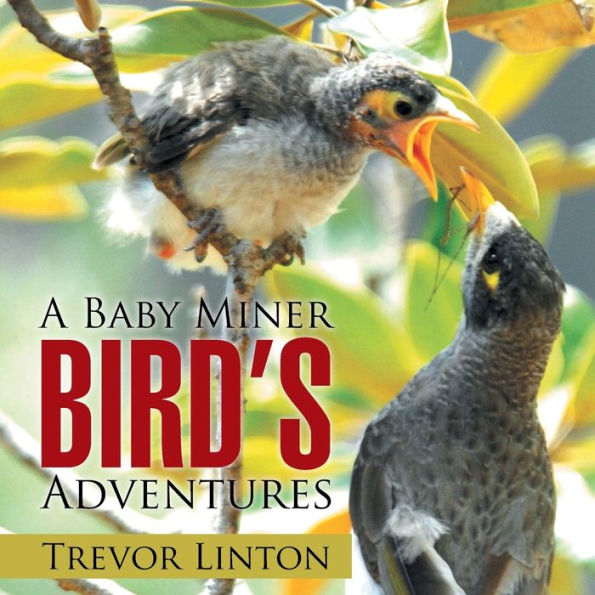 A Baby Miner Bird's Adventures