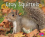 Gray Squirrels