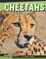 Cheetahs