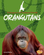 Orangutans