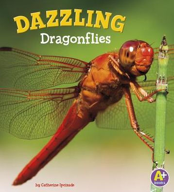 Dazzling Dragonflies