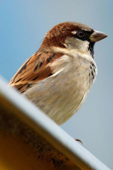 Mind Blowing Common House Sparrow Journal: 150 page lined journal