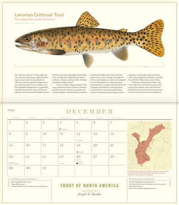 Trout of North America Wall Calendar 2019 by Tomelleri, Joseph