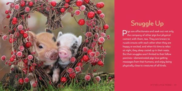 It's the Little Things: The Pocket Pigs' Guide to Living Your Best Life (Inspiration Book, Gift Book, Life Lessons, Mini Pigs)