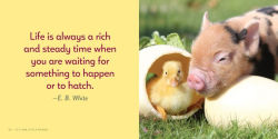 Alternative view 10 of It's the Little Things: The Pocket Pigs' Guide to Living Your Best Life (Inspiration Book, Gift Book, Life Lessons, Mini Pigs)