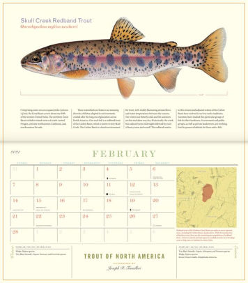 Trout of North America Wall Calendar 2021 by Joseph Tomelleri, Calendar