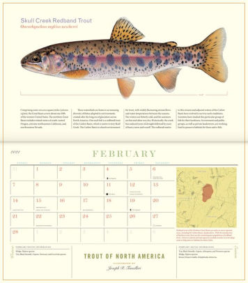 Trout of North America Wall Calendar 2021 by Joseph Tomelleri, Calendar (Wall Calendar) Barnes 