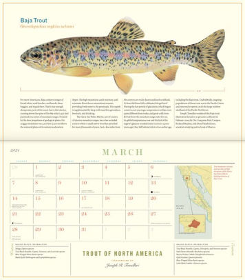 Trout of North America Wall Calendar 2021 by Joseph Tomelleri, Calendar Trout of North America Wall Calendar 2021 by Joseph Tomelleri, Calendar