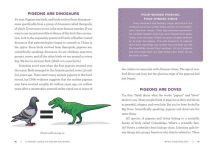 Alternative view 2 of A Pocket Guide to Pigeon Watching: Getting to Know the World's Most Misunderstood Bird