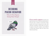 Alternative view 3 of A Pocket Guide to Pigeon Watching: Getting to Know the World's Most Misunderstood Bird