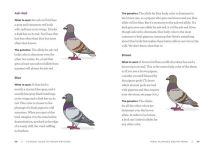 Alternative view 4 of A Pocket Guide to Pigeon Watching: Getting to Know the World's Most Misunderstood Bird