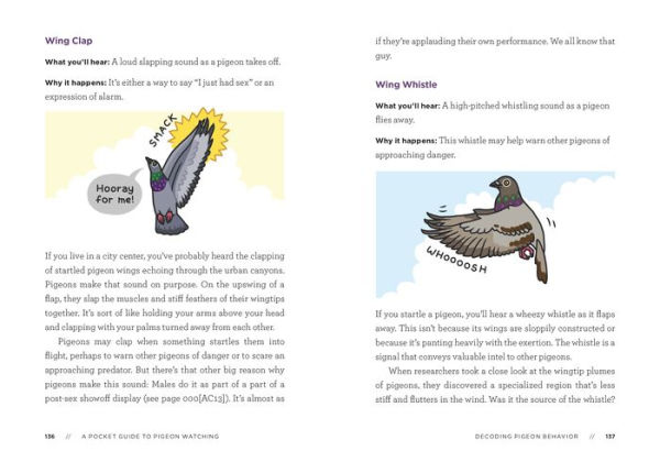 A Pocket Guide to Pigeon Watching: Getting Know the World's Most Misunderstood Bird