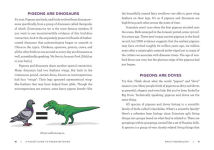 Alternative view 6 of A Pocket Guide to Pigeon Watching: Getting to Know the World's Most Misunderstood Bird