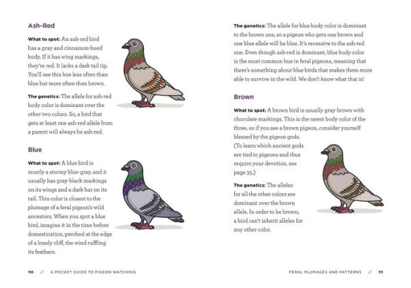A Pocket Guide to Pigeon Watching: Getting Know the World's Most Misunderstood Bird