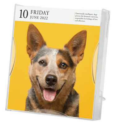 2022 Dog Page-A-Day Gallery Calendar by Workman Calendars, Calendar