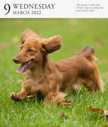 2022 Dog Page-A-Day Gallery Calendar by Workman Calendars, Calendar