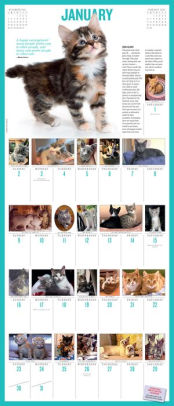 2022 365 Kittens-A-Year Picture-A-Day Wall Calendar by Workman