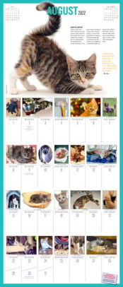 2022 365 Kittens-A-Year Picture-A-Day Wall Calendar by Workman