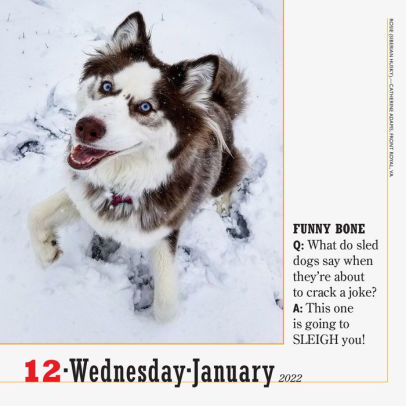 2022 365 Dogs Page-A-Day Calendar By Workman Calendars | Barnes & Noble®