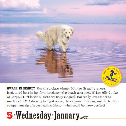 2022 365 Dogs Page-A-Day Calendar By Workman Calendars | Barnes & Noble®