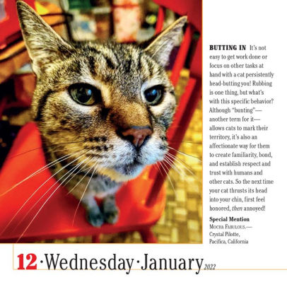 2022 365 Cats Page-A-Day Calendar by Workman Calendars | Barnes & Noble®