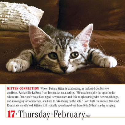 365 Cats Page A Day Calendar 2022 2022 365 Cats Page-A-Day Calendar By Workman Calendars | Barnes & Noble®