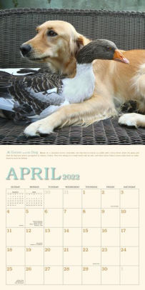 2022 Unlikely Friendships Wall Calendar By Jennifer S. Holland, Workman Calendars | Barnes & Noble®