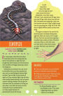 Alternative view 5 of Fandex Kids: Bugs: Facts That Fit in Your Hand: 49 Incredible Insects, Spiders & More!