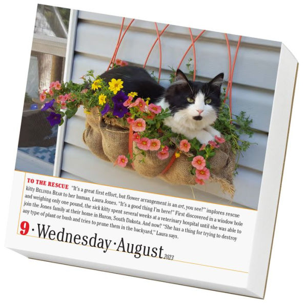 2023 365 Cats Color Page-A-Day Calendar by Workman Calendars | Barnes