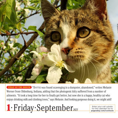 365 Cats Page A Day Calendar 2023 365 Cats Color Page-A-Day Calendar 2023 By Workman Calendars, Calendar (Box  Calendar) | Barnes & Noble®