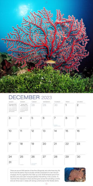 2023 Ocean Unseen Wall Calendar by Workman Calendars | Barnes & Noble®