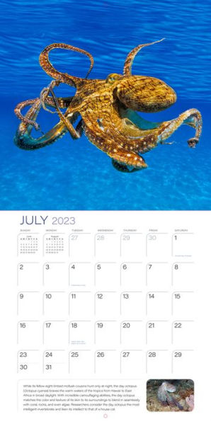 2023 Ocean Unseen Wall Calendar by Workman Calendars | Barnes & Noble®