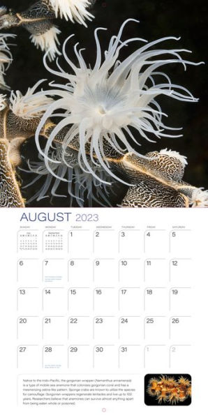 2023 Ocean Unseen Wall Calendar by Workman Calendars | Barnes & Noble®