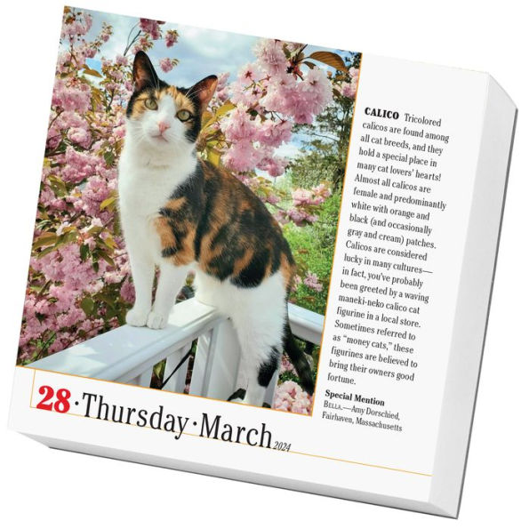 Bad Cat Page-A-Day Calendar 2024: 365 Not-so-Pretty Kitties