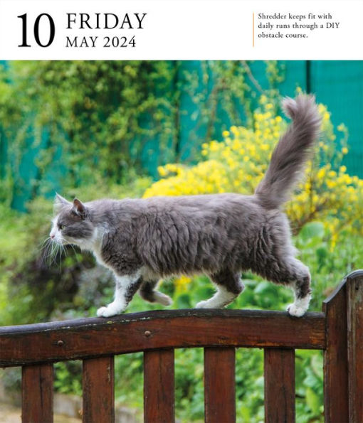 Cat PageADay Gallery Calendar 2024 A Delightful Gallery of Cats for