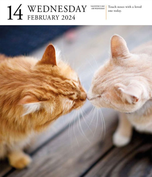 Cat PageADay Gallery Calendar 2024 A Delightful Gallery of Cats for