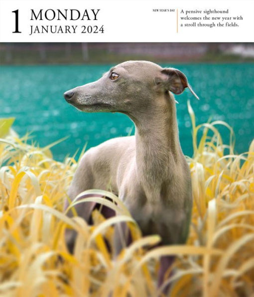 Dog PageADay Gallery Calendar 2024 An Elegant Canine Celebration by