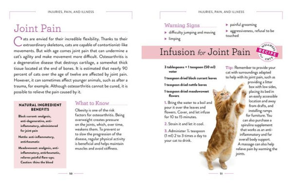 Wellness for Cats: A Guide Health, Hygiene, and Happiness