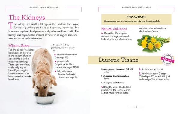 Wellness for Dogs: A Guide Health, Hygiene, and Happiness